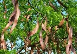 p11-glediczja-trojcierniowa-miododajna-130-150-cm-gleditsia-triacanthos