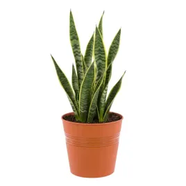 doniczka-wiadro-okragla-o19-cm-terakota-minimalistyczna-h-185-cm