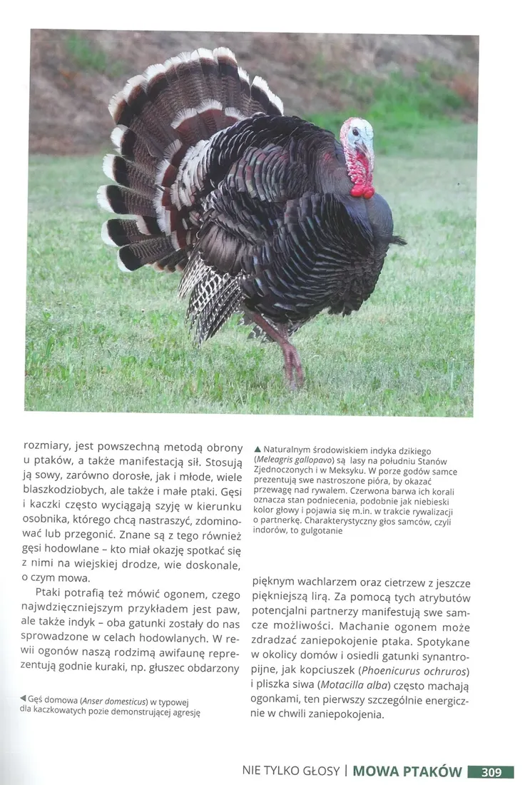 zycie-ptakow-jan-krol