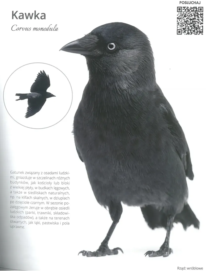 zycie-ptakow-jan-krol