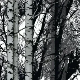 okleina-meblowa-samoprzylepna-drzewa-brzozy-45-x-100-cm-d-c-cfix-200-3197