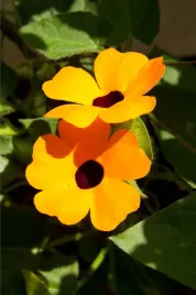 tunbergia-mieszanka-kolorow-pnacze-nasiona-kwiatow