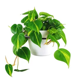 uchwyt-scienny-na-doniczke-kwietnik-wieszak-na-kwiatki-metalowy-loft-16cm
