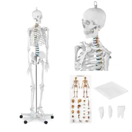 model-anatomiczny-szkieletu-czlowieka-176-cm-plakat-anatomiczny