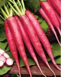 rzodkiewka-ostergruss-rosa-2-10g-vilmorin-wydluzona-rozowa-odmiana-grunt