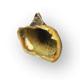kopyto-wolowe-dla-psa-naturalny-twardy-gryzak-niskotluszczowy-1szt