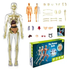 edukacyjny-model-anatomiczny-ludzkiego-ciala-3d-szkielet-organy-wewnetrzne