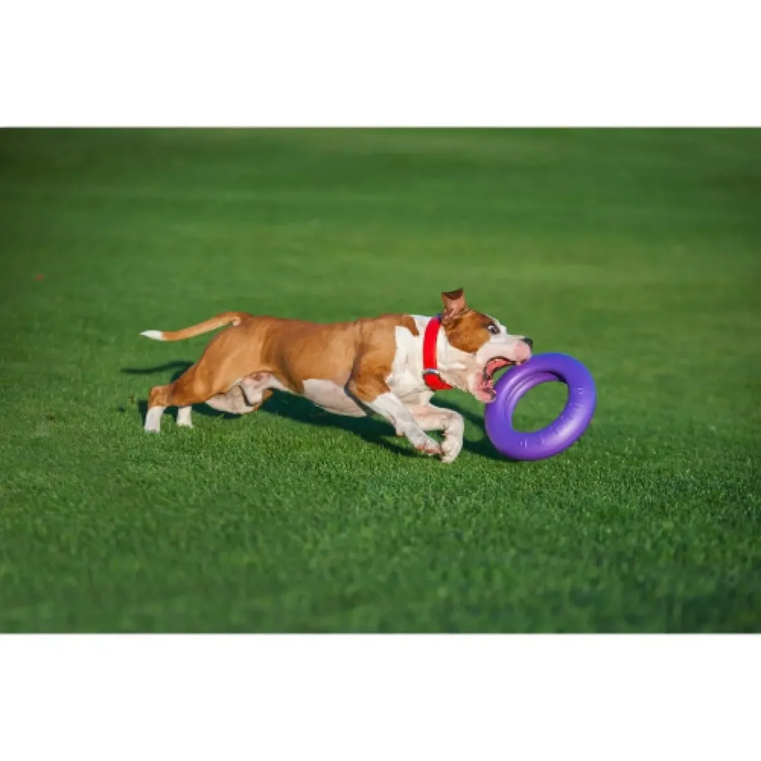 collar-puller-maxi-30cm-ringo-do-cwiczen-dla-psow