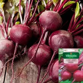 vilmorin-burak-moulin-rouge-8g-nasiona-odmiana-na-soki-salatki-chlodniki