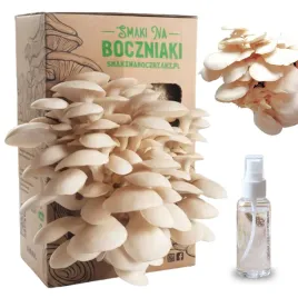 boczniak-perlowy-domowa-uprawa-grzybow-gotowa-grzybnia-do-hodowli-boczniaka
