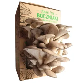 domowa-uprawa-boczniaka-gotowa-uprawa-zywa-grzybnia-boczniak-ostrygowaty