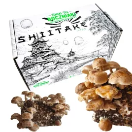 domowa-uprawa-shiitake-zestaw-smaki-na-boczniaki-karton-hodowla-grzybni