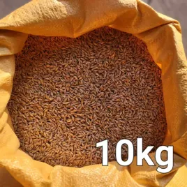 jeczmien-ziarno-10kg-zbior-2025r-material-paszowy-karma-dla-kur-kaczek