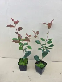 glogownik-red-robin-30-50cm-doniczka-p9-piekne-sadzonki-super-zywoplot