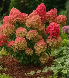 hortensja-bukietowa-petit-cherry-niezwykle-kwitnienie-kompaktowa-odmiana