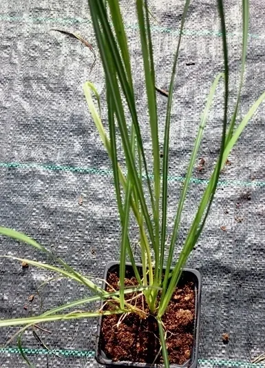 miskant-chinski-ghana-spektakularne-jesienne-przebarwienie-roslina-w-postaci-sadzonka-w-pojemniku-05-1l-kod-producenta-polska