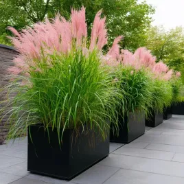 miskant-chinski-flamingo-spektakularna-nowa-odmiana-unikatowy-sadzonki