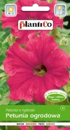 petunia-ogrodowa-kantata-fuga-amarantowo-rozowa-005-g-plantico