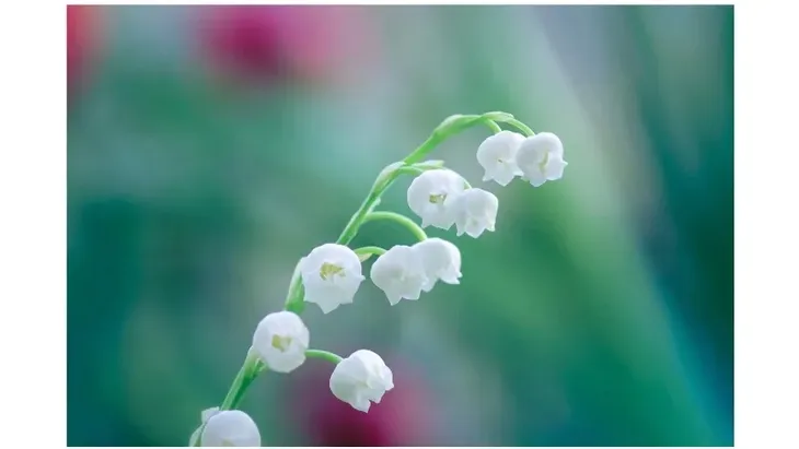 extase-convallaria-dezodorant-150ml-rodzaj-spray