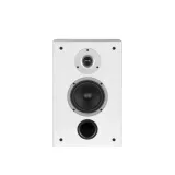 wilson-raptor-on-wall-bialy-para-rodzaj-nascienne