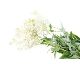 wiazowka-blotna-equiherbs-500g