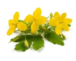 glistnik-equiherbs-jaskolcze-ziele-500g
