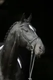 oglowie-covalliero-standard-stan-nowy