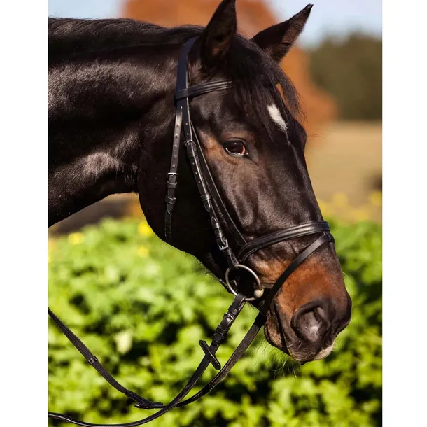 oglowie-covalliero-standard-rozmiar-2-cob