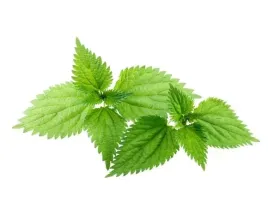 pokrzywa-zwyczajna-equiherbs-500g