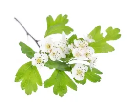 glog-equiherbs-caly-owoc-1000g