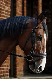 oglowie-dla-konia-equestrian-queen-giant-anatomiczna-potylica-czarne-pony