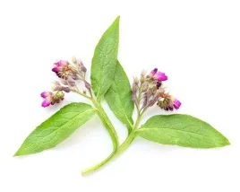 zywokost-lekarski-dla-koni-na-regeneracje-equiherbs-korzen-1kg