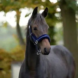 kantar-na-zrebie-roczniaka-kavalkade-foalstar-glitter-granatowy-foal
