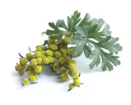 piolun-dla-koni-na-uklad-pokarmowy-apetyt-equiherbs-ziele-eko-torba-1000g