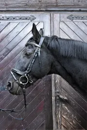 oglowie-dla-konia-equestrian-queen-electra-anatomiczne-czarne-pony