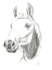 naklejka-na-samochod-do-stajni-rysunek-4-czarna