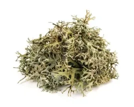 porost-islandzki-equiherbs-500g