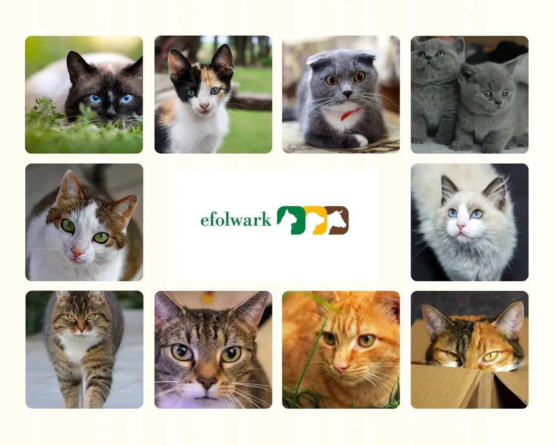 virbac-nutribound-kot-3x150ml-zastosowanie-inne