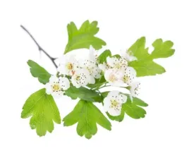 glog-equiherbs-caly-owoc-500g