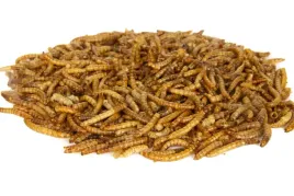 suszone-larwy-macznika-karma-dla-gryzoni-jezy-ptakow-chomikow-ryb-koi-500g