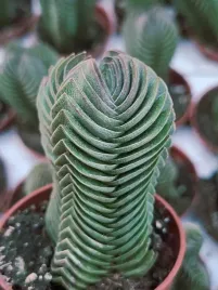 crassula-buddha-s-temple-sukulent-grubosz