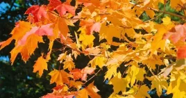 p11-klon-zwyczajny-acer-platanoides-kolorowy-akcent-80-120-cm