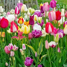 tulipany-mix-niespodzianka-50-szt-ii-wybor-zestaw-tulipan-cebulki