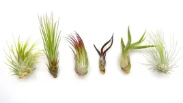 tillandsia-oplatwa-x-6-szt-na-start-airplant