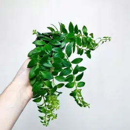 aeschynanthus-caroline-eszynanthus-don-9cm