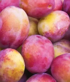 sliwa-krolowa-wiktoria-doskonala-duza-slodka-samopylna-soczysta