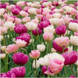 tulipan-cebulki-double-mix-kolory-rozu-20-szt-gratis