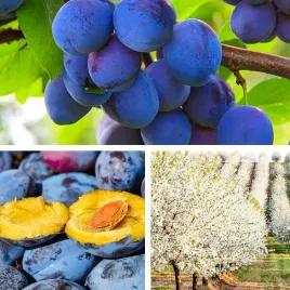 sadzonki-drzewka-owocowe-sliwa-wegierka-zwykla-samopylna-odmiana