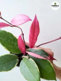 hoya-hoja-carnosa-flamingo-dream