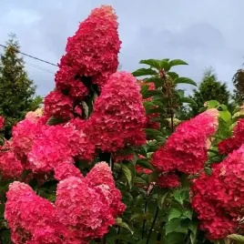 hortensja-bukietowa-fraise-melba-neonowa-czerwien-duza-3-letnia